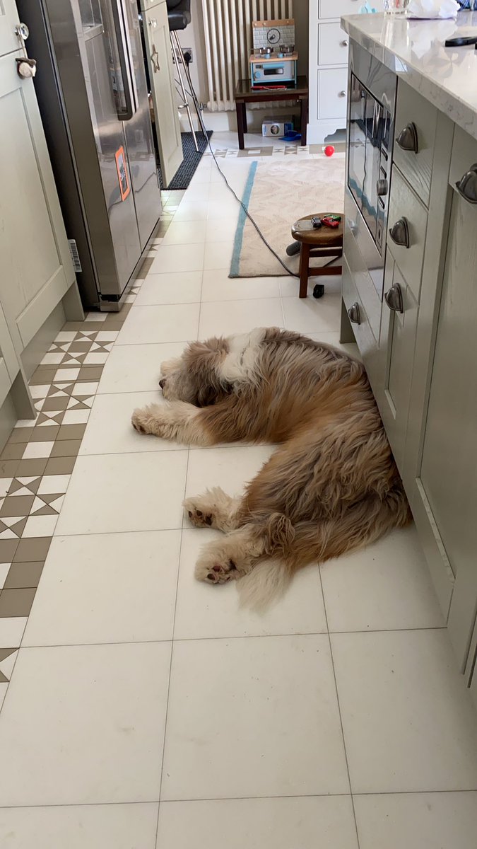 Our lovely dog Ozzie is missing. Some time after 810. From@the Knavesmire. If you see him, please let me know… we are distraught. Thank you. Harry.