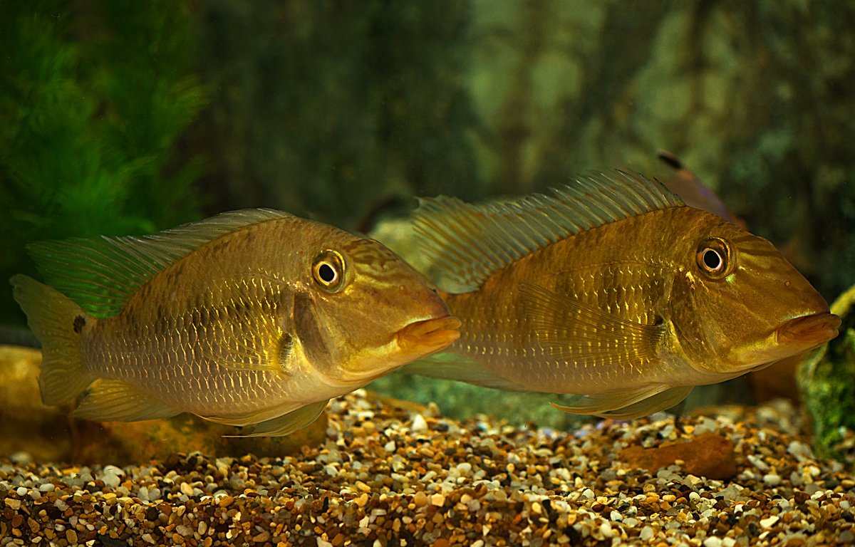 Varanussalvator's tweet photo. #FishABC: S is for Satanoperca jurupari, the Demon Eartheater. This is yet another Neotropical cichlid that's now present in Singapore, with a breeding population found in Kranji Reservoir.

📷: Ng &amp; Tan (2010), Ray Haynes, Peter Irtz, Brian Gratwicke https://t.co/D4RRCcQVng