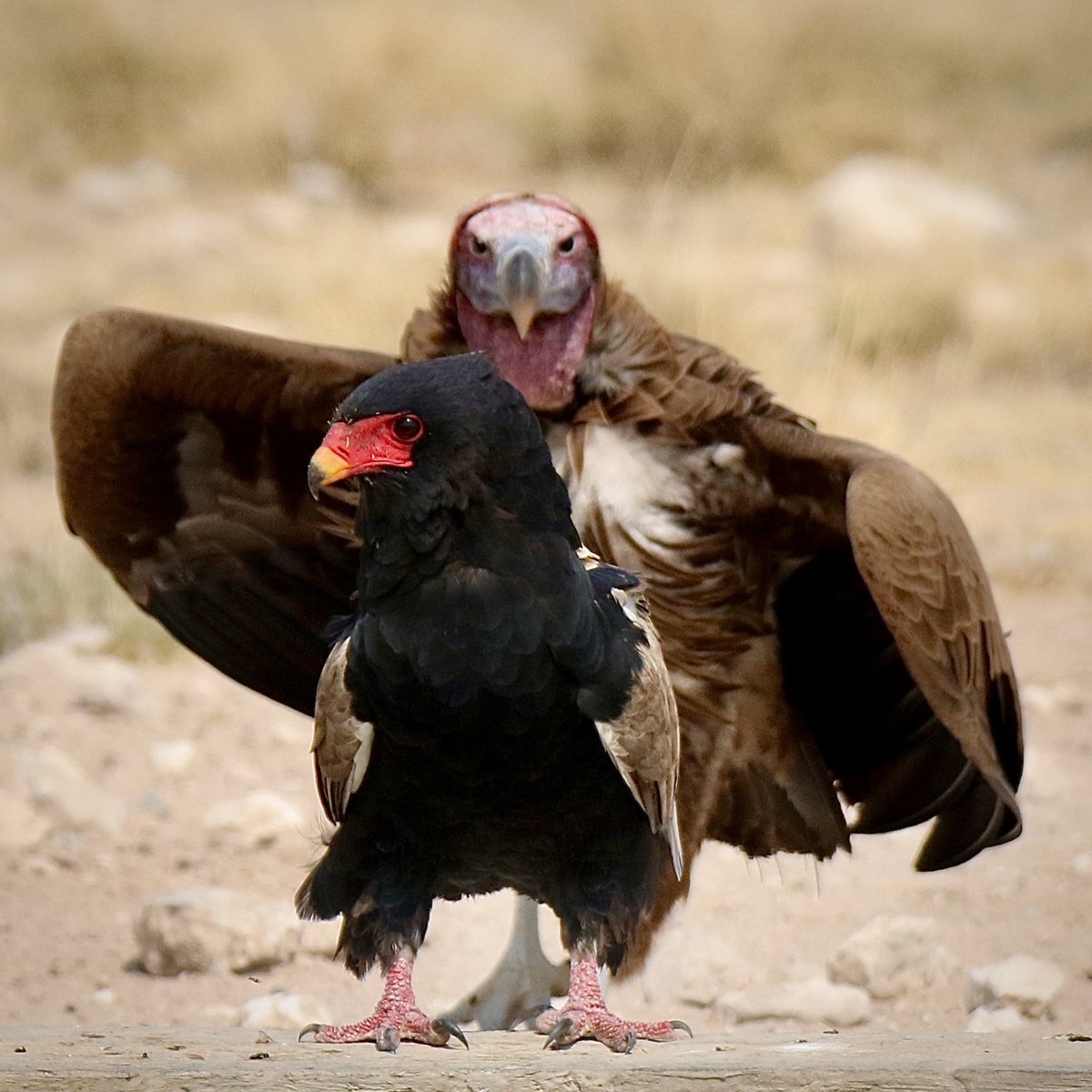 merubisi_safari's tweet photo. “Bateleur; Move!”
Lappet-Faced Vulture & Bateleur Eagle at Mpayathutlwa Waterhole, Mabuasehube Game Reserve; Kalahari, Botswana
#BirdsSeenIn2021
#WildlifePhotography
#MerubisiSafaris https://t.co/ovZGc8WUv0