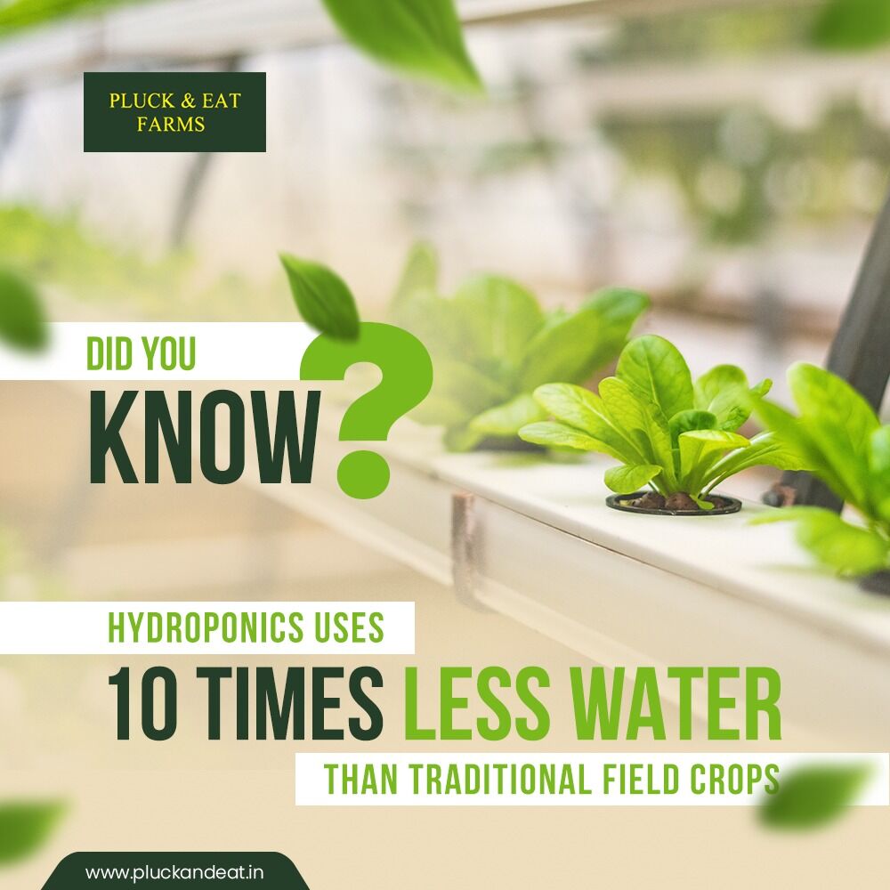 EatPluck's tweet photo. Water in a hydroponic system is captured and reused, rather than allowed to run off and drain to the environment. The water we save with hydroponic farming is for the future of your future.

#pluckandeat #pluckandeatfarms #hydroponicfarms #vegetables #food #healthyfood #vegan https://t.co/FiTx6FLwEN