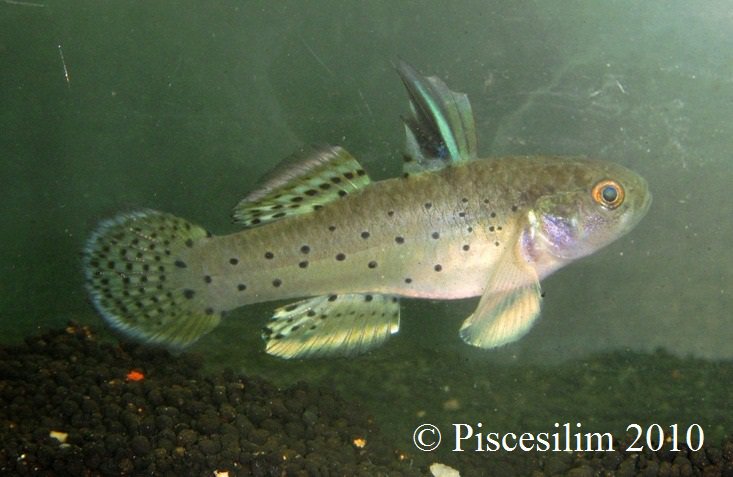 Varanussalvator's tweet photo. #FishABC: S is for Stigmatogobius sadanundio, the Grey Knight Goby. This is a goby of Singapore's mangroves &amp; estuaries that is capable of living in freshwater environments.

📷: Zahar Azuar Zakaria, Lim Teow Yeong, Nonn Panitvong, Priyankar Chakraborty https://t.co/UO23QegaHq