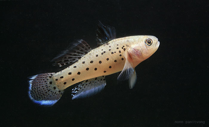 Varanussalvator's tweet photo. #FishABC: S is for Stigmatogobius sadanundio, the Grey Knight Goby. This is a goby of Singapore's mangroves &amp; estuaries that is capable of living in freshwater environments.

📷: Zahar Azuar Zakaria, Lim Teow Yeong, Nonn Panitvong, Priyankar Chakraborty https://t.co/UO23QegaHq