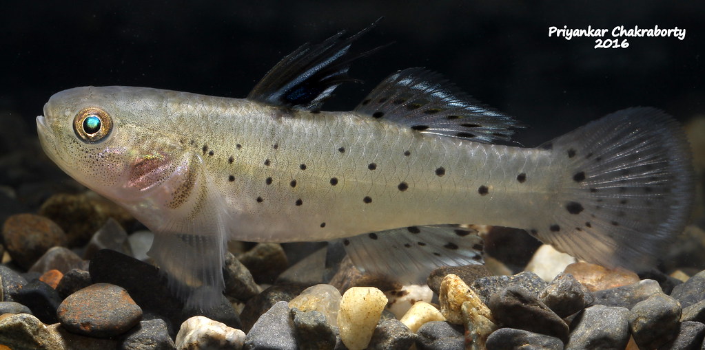 Varanussalvator's tweet photo. #FishABC: S is for Stigmatogobius sadanundio, the Grey Knight Goby. This is a goby of Singapore's mangroves &amp; estuaries that is capable of living in freshwater environments.

📷: Zahar Azuar Zakaria, Lim Teow Yeong, Nonn Panitvong, Priyankar Chakraborty https://t.co/UO23QegaHq
