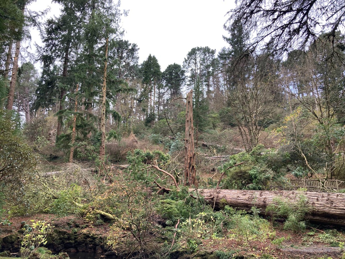 #StormArwen has caused devastating damage to our woodlands and gardens: ow.ly/YNKl50GZNrI

Friday’s storm brought down veteran trees and destroyed some of the most unique varieties we care for.