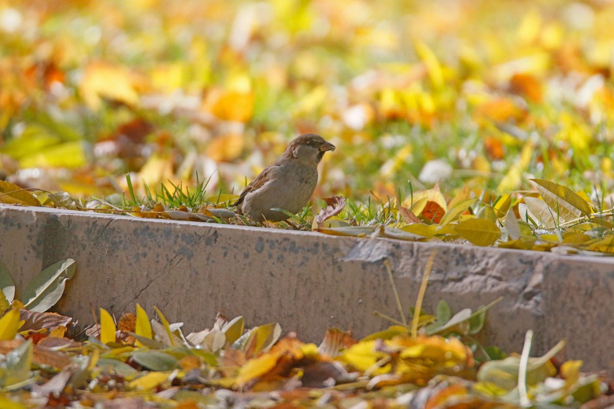 CastellaNatura's tweet photo. Gorrión alimentándose entre las hojas caídas en un parque, donde encuentra bichejos. Pero en unos días los ayuntamientos retirarán las hojas. La degradación y desnaturalización de las zonas verdes urbanas es una de las causas comprobadas de su declive, no las cotorras 😉 https://t.co/J8ckjT412U