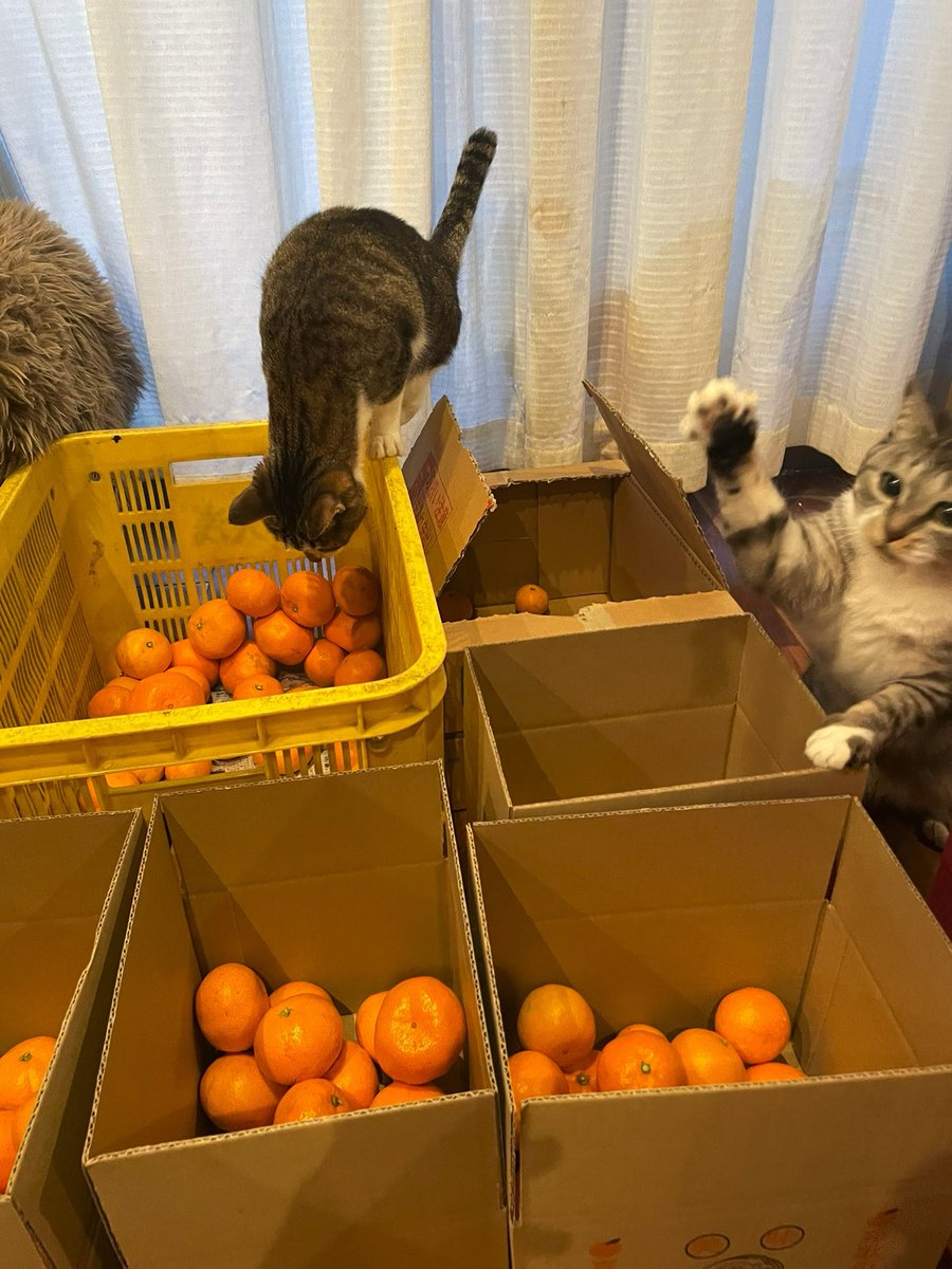 猫の上にミカンを乗せた 獣医師 これは危険です Togetter