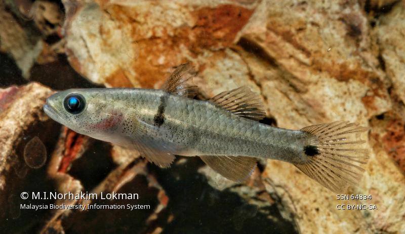 Varanussalvator's tweet photo. #FishABC: S is for Stigmatogobius sella, the Sharp-nosed Knight Goby. This goby lives in small, shallow pools &amp; creeks in mangroves of Peninsular Malaysia, Sumatra, and Borneo, but is also known from freshwater habitats in some areas.

📷: M.I. Norhakim Lokman https://t.co/gEBbdMZTtJ