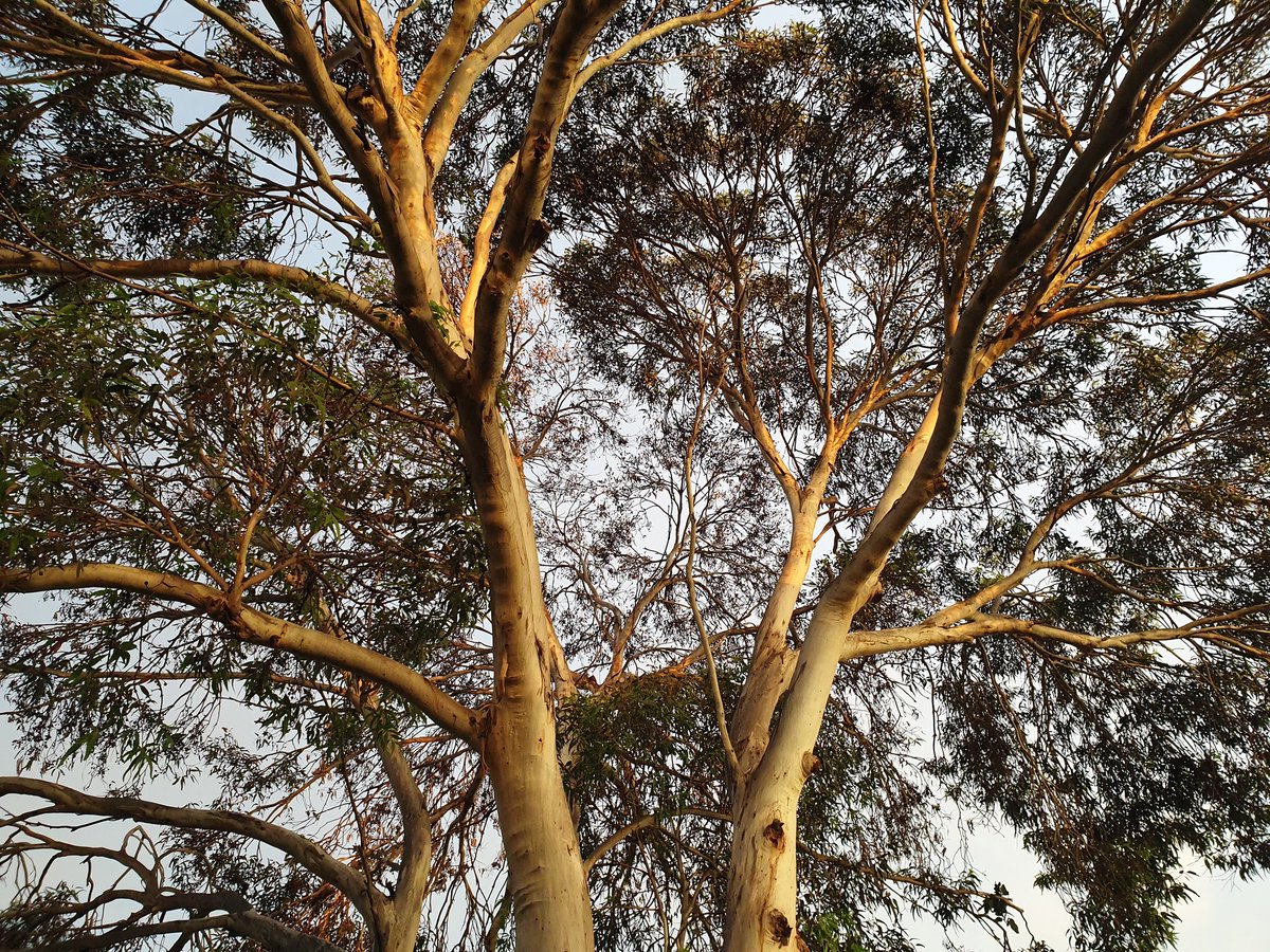 natashamitchell's tweet photo. My favourite tree and the biggest by a long shot in a 'hood of very few trees and almost no mature high canopy trees. 
This is a most precious being. 
Yes, Being.

#ProtectThis
#Cooling
#Birds
#Insects
#Bats
#Oxygen https://t.co/1LTXIyfmZP
