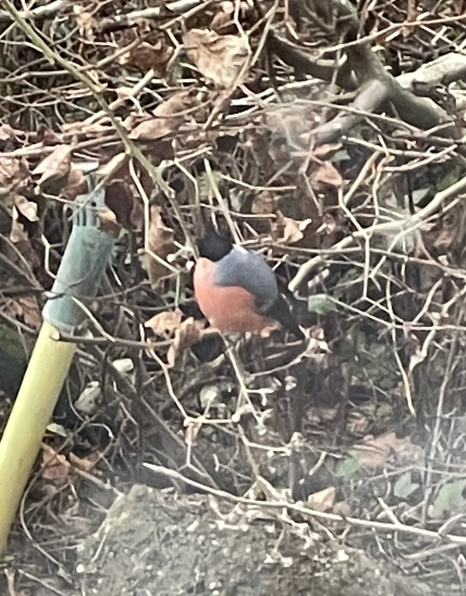 TJGodden's tweet photo. Not great photos, but still lovely to see a bullfinch in the garden this morning. #viewfromthestudio https://t.co/vmujhumypq