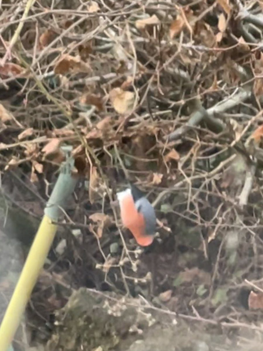 TJGodden's tweet photo. Not great photos, but still lovely to see a bullfinch in the garden this morning. #viewfromthestudio https://t.co/vmujhumypq