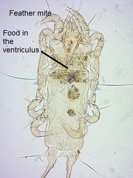 ebdonana's tweet photo. #EBDPub What feather mites and the mythological Scottish brownies have in common: they clean up their “houses” at night. 🧹 A new study reveals that feather mites clean bird feathers (and reproduce) during the night. @JovaniLab @Jorge_dona_ @dziquilin

🔗 https://t.co/Z9KUDkYQxm https://t.co/51ayyA4wGv