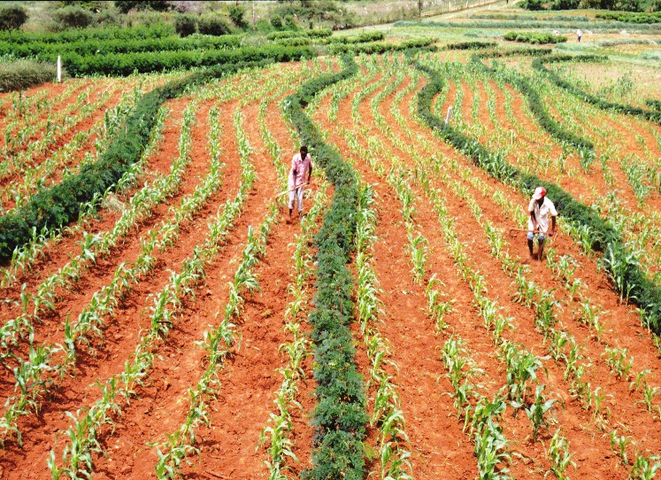Establishing protected areas, such as national parks and forests, in order to prevent biodiversity loss isn't enough. It is necessary to sustainably manage the entire landscape, including agriculturally productive areas. 

▶️: bit.ly/3CbW5aF