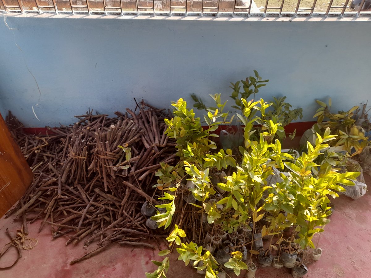 tarunj_jha's tweet photo. District administration East Champaran started a campaign to promote #Intercropping with #plantation beneficiaries. Aiming enrichment of biodiversity and efficient use of resources along with economical upliftment of the farmers
@Dm_Motihari
#TheLivingDovetails
#EastChamparan https://t.co/t329OeItA6