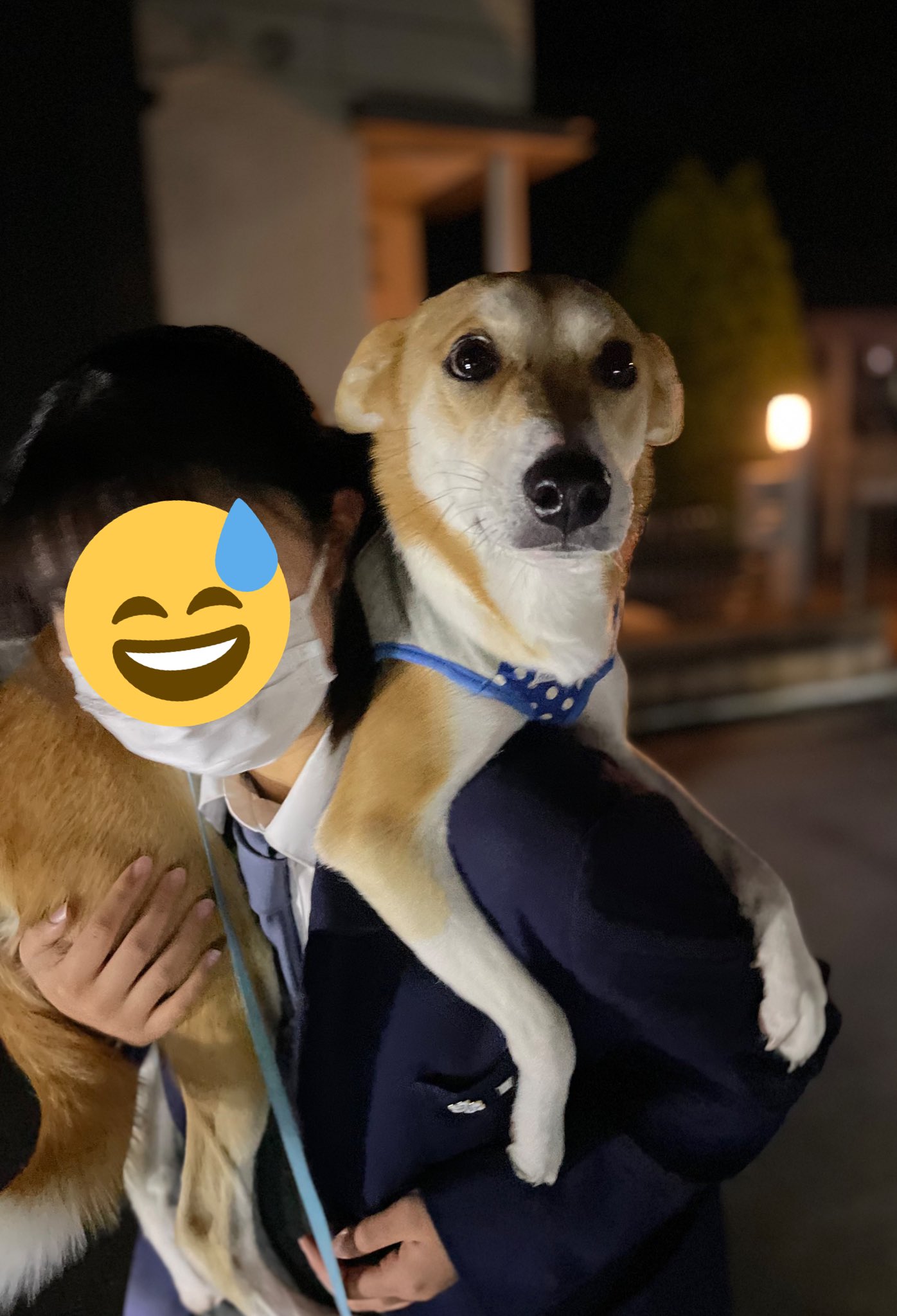 おんぶ犬 Twitter Search Twitter