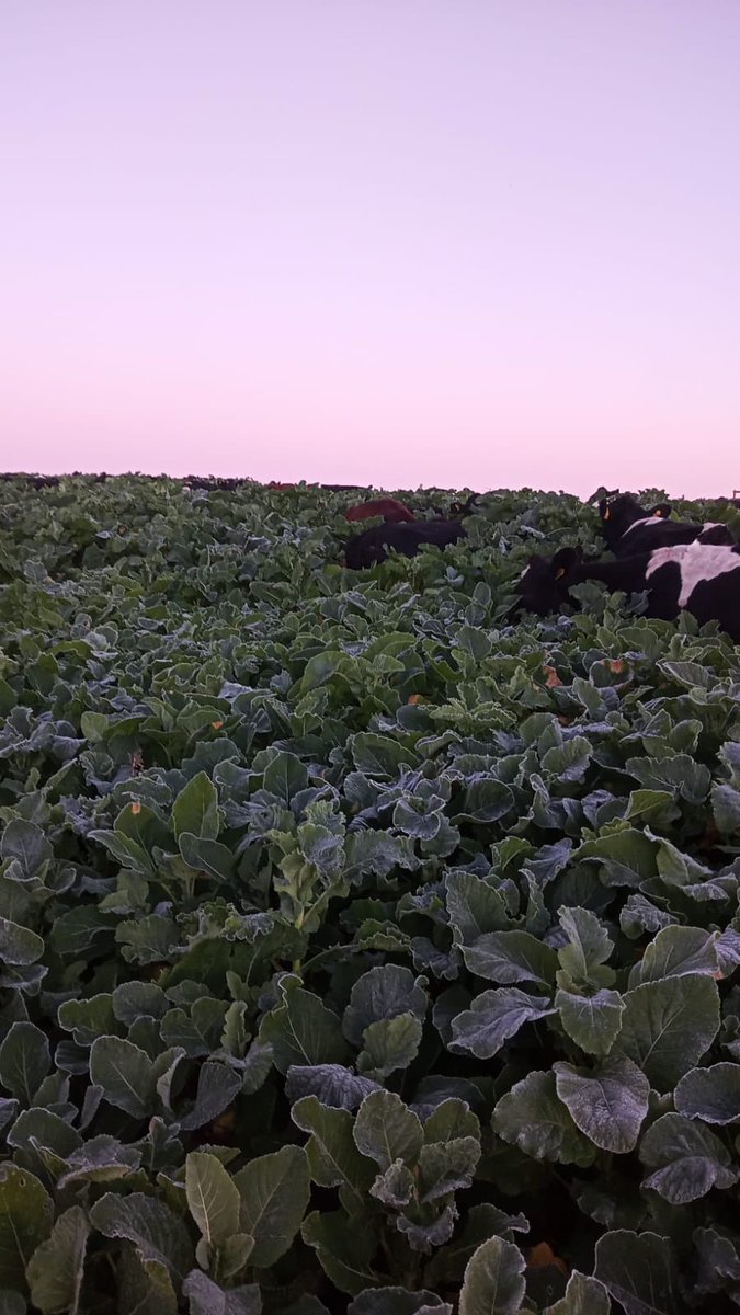 FarmersOfTheUK's tweet photo. The third (and final) group of our Spring Herd, these girls seen here tucking into a fresh break of Kale earlier this week. The first of our winter frosts can be seen on the well grown brassicas. #foddercrop #SpottheCows #Overgrown https://t.co/fdW0NorFVa