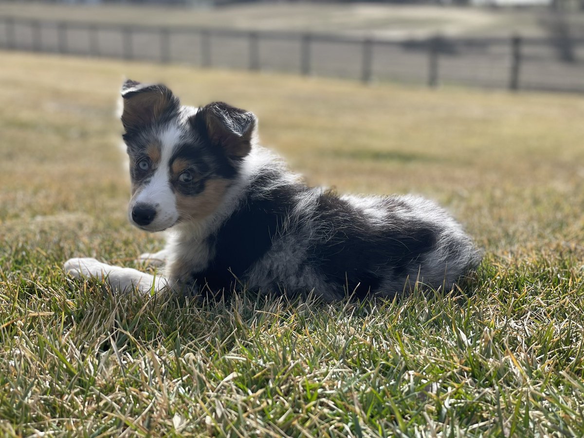 rob_mccoy's tweet photo. @ethanbierman @phxcc1899 @DogsOfTurf Roxy says hi https://t.co/EtbPYsFNQ9