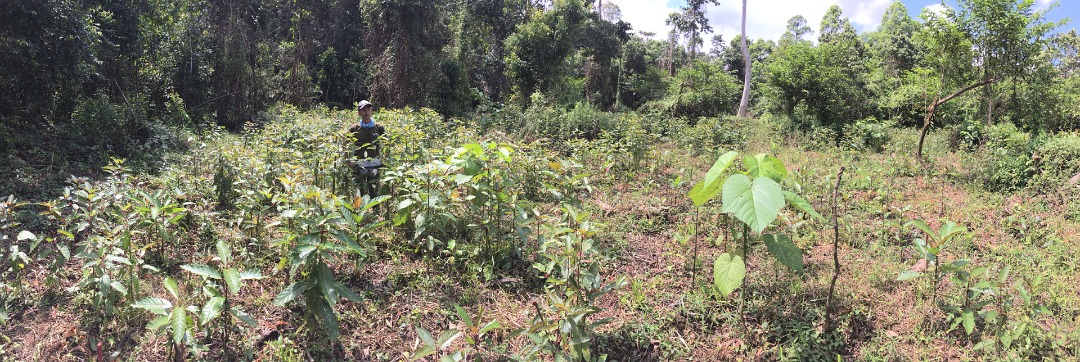 RegrowBorneo's tweet photo. Four months on and our Laab swamp site #trees are thriving.  The clearing of vines and grasses in the run up to planting has also led to a burst of natural regeneration.  To learn more about our work visit: 
https://t.co/mLUbpBsmli
#Reforest #Regeneration #EcosystemRestoration https://t.co/FNrKvyBJY4