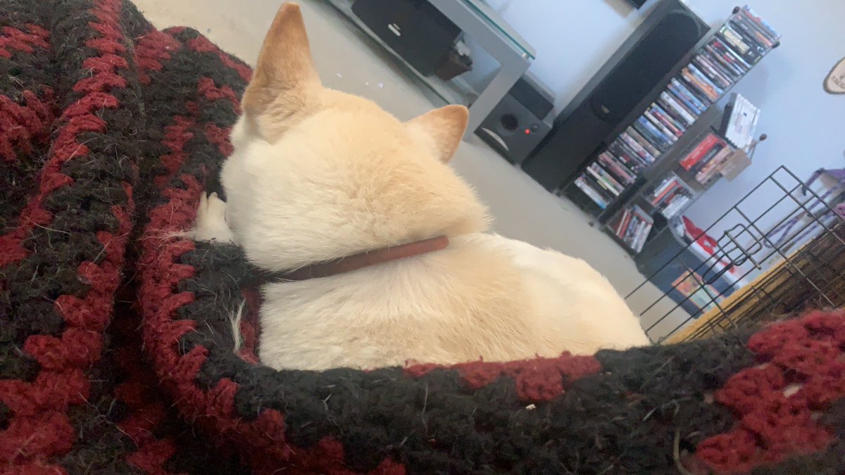 Shiba_Snuggles's tweet photo. Snuggles with momma https://t.co/PENL9MjV9r