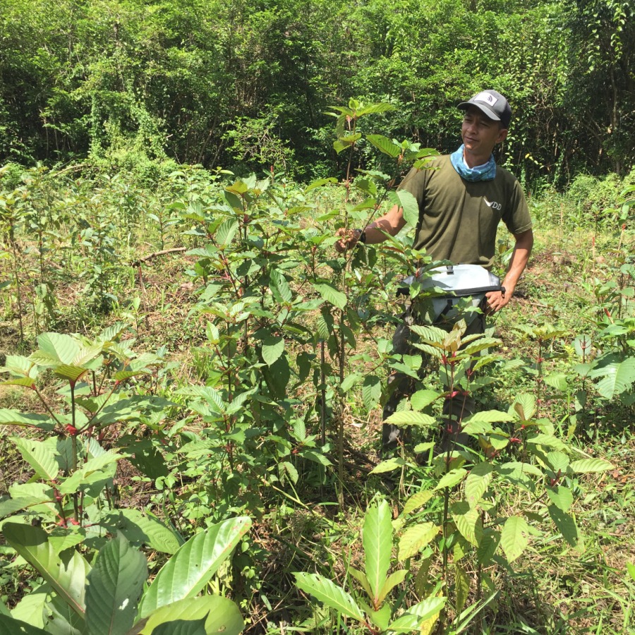 RegrowBorneo's tweet photo. Four months on and our Laab swamp site #trees are thriving.  The clearing of vines and grasses in the run up to planting has also led to a burst of natural regeneration.  To learn more about our work visit: 
https://t.co/mLUbpBsmli
#Reforest #Regeneration #EcosystemRestoration https://t.co/FNrKvyBJY4
