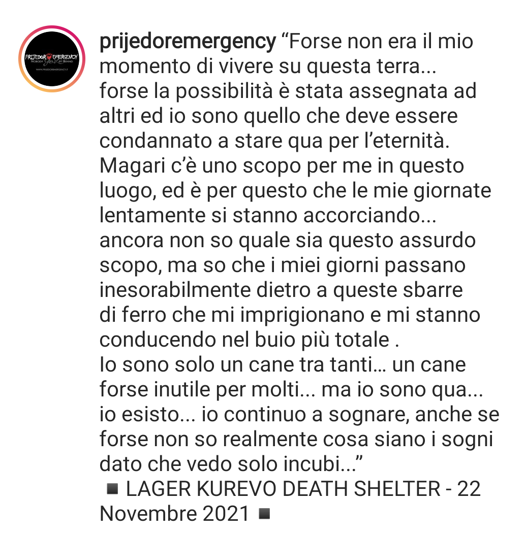 zampa_qua's tweet photo. STRAURGENTISSIMO🆘🆘🆘🆘Eleonora ☎️392 6322959 AIUTIAMO CHI AIUTA GUARDATELI 😭UN DOLORE ANDATE SUL PROFILO 🐕 https://t.co/XT1sE5lOlp HANNO BISOGNO DI SOSTEGNO DI FAMIGLIA DI AMORE SE LO MERITANO CI SONO 435 CANI IN QUESTO RIFUGIO AIUTIAMOLI @PlanetSurfinia https://t.co/0gNw12dyM2