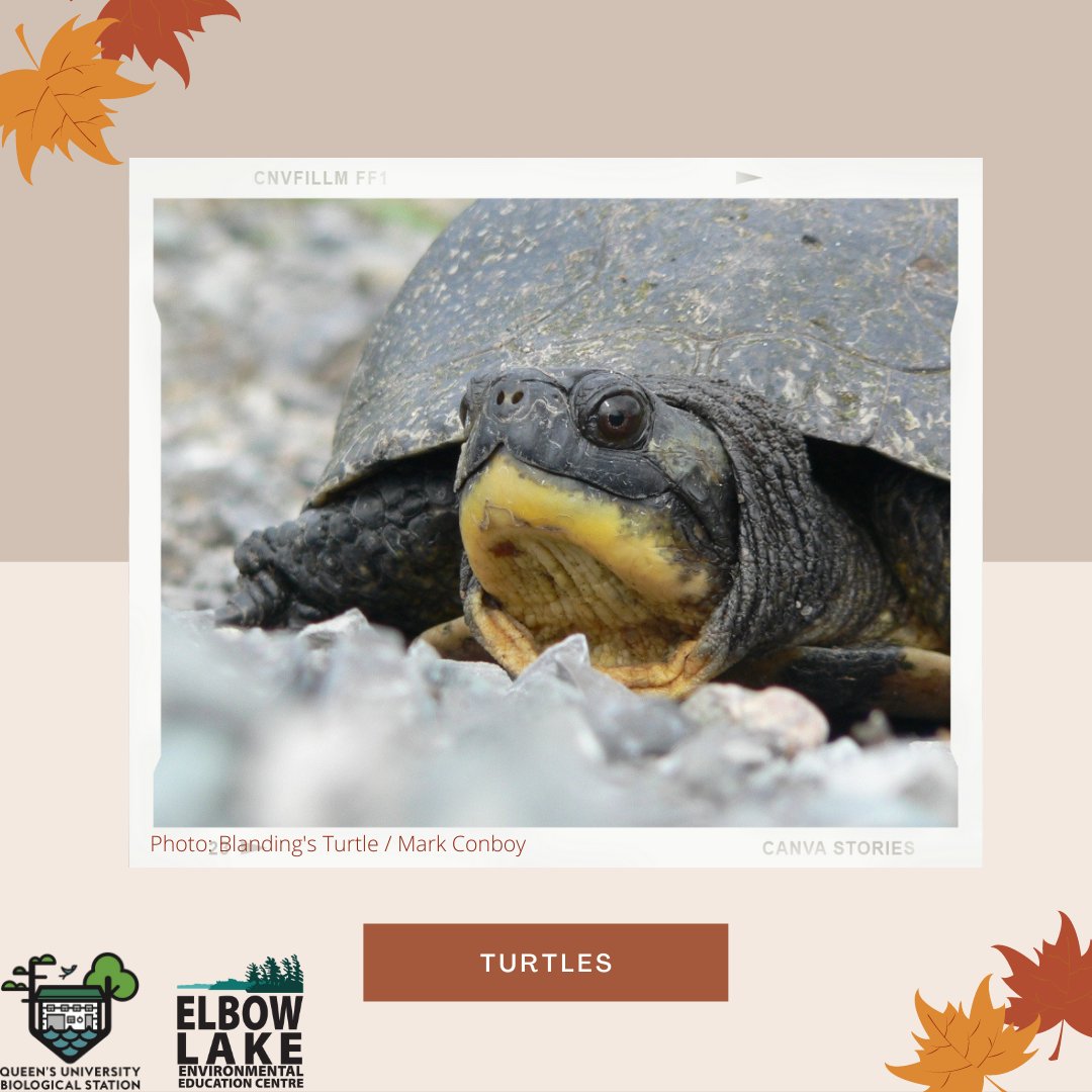 ElbowLakeEEC's tweet photo. Ever wondered what these cold-blooded reptiles do when winter comes? All Ontario turtles remain safe and sound by hibernating at the bottom of ponds, lakes or deep in mud.​ #DidYouKnow they can slow their heart rate down to 1 beat every 10 minutes? https://t.co/2Aw5W5Z57R