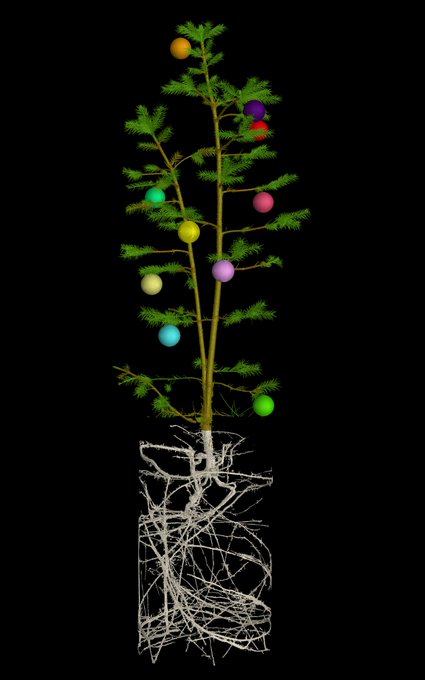 UoNScience's tweet photo. Follow us throughout December for our #UoNScienceAdvent🎄
We'll be posting daily highlights across the faculty including news, events, research, and more!
Day 1 seems only right to start with a Christmas tree!
Here’s an X-ray CT scan of a Norway Spruce tree by @UoNHounsfield https://t.co/3BUZhBV56S