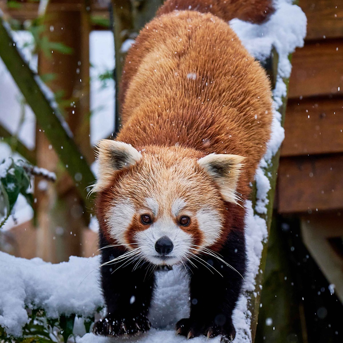HertsZoo's tweet photo. Paradise Snow Days! โ๏ธ
Throwback to earlier in 2021 when Paradise Wildlife Park was turned into a winter wonderland โ๏ธ
How beautiful do our animals look in the snow?
#snow #paradisewildlifepark #animalsinsnow #wildlife https://t.co/HrKFIqg22F