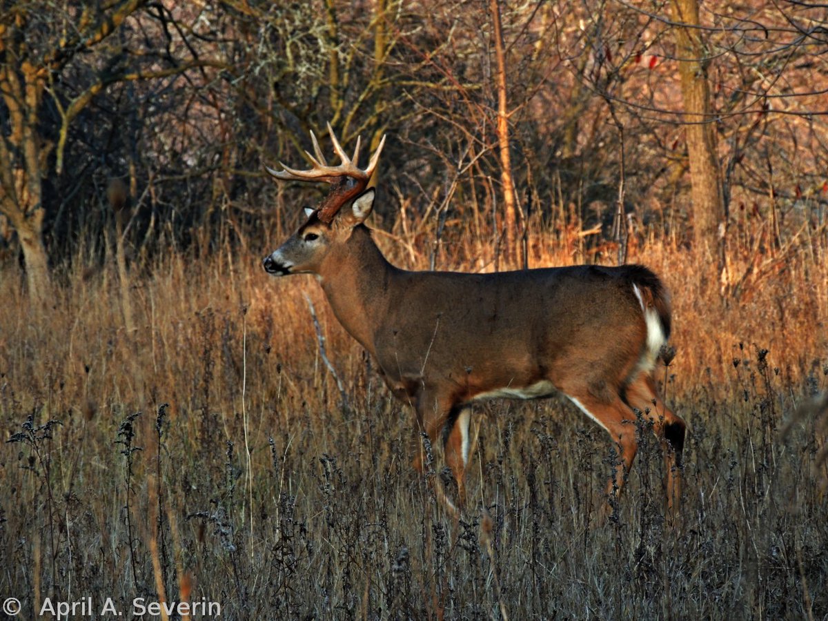 AprilAnne2014's tweet photo. #WildlifeWednesday #deer 12/3/17 #PrincessPoint #RBG #RoyalBotanicalGardens #HamOnt #Canada #Animalia #mammal #nature #photography #CanadianPhotography @baxtercatshops @dundastard @Explorationproj @mixedmediashop @Saskajanet @REBECCADWIGHT1 @rebeccajsmithw1 @Restaunique https://t.co/RdA4KrIBDe