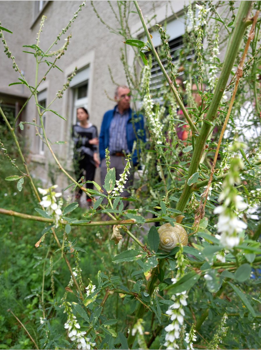 InsectRespect's tweet photo. Am 25.8.2021 war der Naturschutzverein Berikon zu Besuch auf der #InsectRespect #Ausgleichsfläche in Gais (CH) & informierte sich über insektenfreundliche #Lebensräume. Das 500 qm große begrünte Flachdach in Gais ist als ideales #Biotop für #Insekten konzipiert https://t.co/BSeuTNwVeC