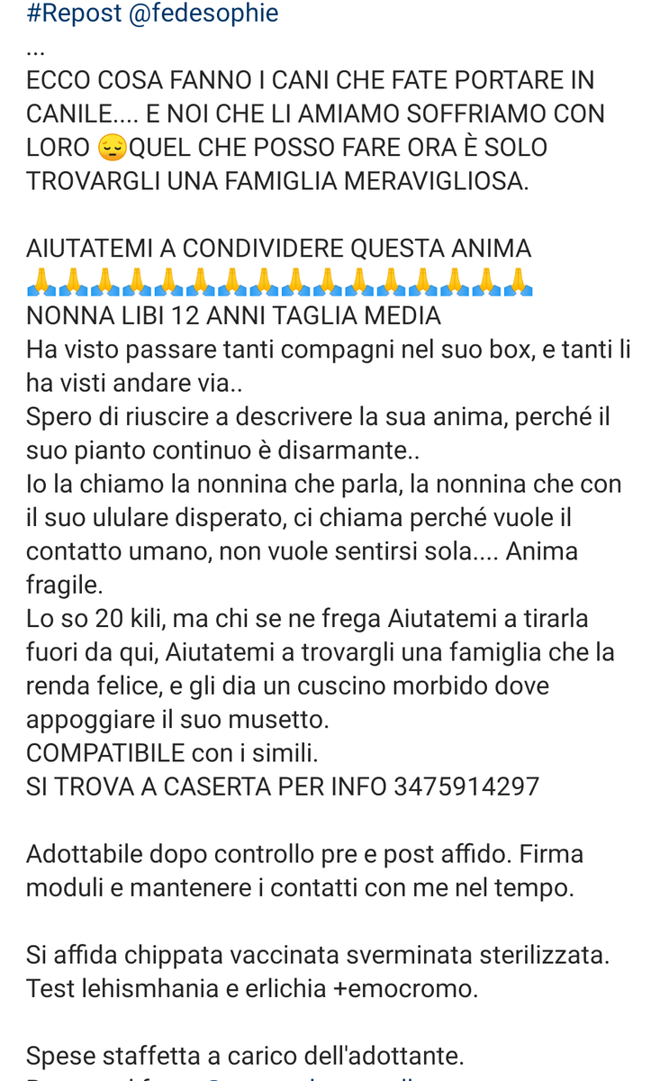zampa_qua's tweet photo. STRAURGENTISSIMO🆘🆘🆘🆘🆘🆘 ☎️347 5914297🐕leggete🔽NONNA LIBI SOFFRE TERRIBILMENTE ULULA  😭 LEI ASPETTA DA ANNI ,URLA IL BISOGNO DI LIBERTÀ,DI AVERE UNA CAREZZA UNA FAMIGLIA CHE SAPPIA AMARLA ,VI ASPETTA A CASERTA 👪🏠🙏❤️ @PlanetSurfinia @FrancoFrattini https://t.co/yBIsmm7ALX