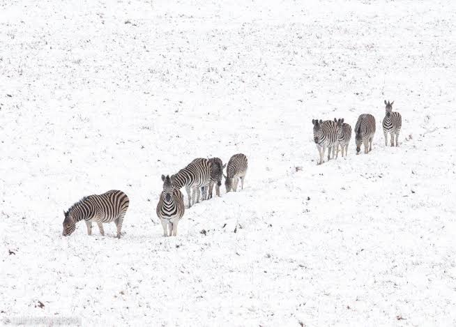 troodonvet's tweet image. Snow in South African radiates Pleistocene Ice Age energy...