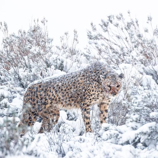 troodonvet's tweet image. Snow in South African radiates Pleistocene Ice Age energy...