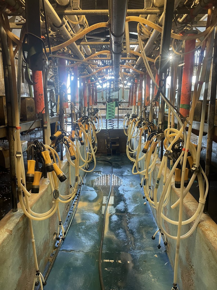 Days don’t come much better than today Bps landed @saputoInc milk price increased to 35p per litre and just completed last milking in old parlour😎💪🥂