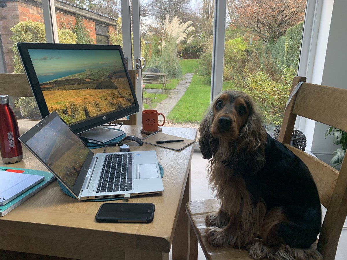 GarethJSimpson's tweet photo. Taking a day away from the office to work from home, get back on top of things and avoid distractions. Well, apart from this one…. #Wellbeing #Progress #Caninefriend #Jazzinthebackground #Gardenview https://t.co/TA6JlvDV1P