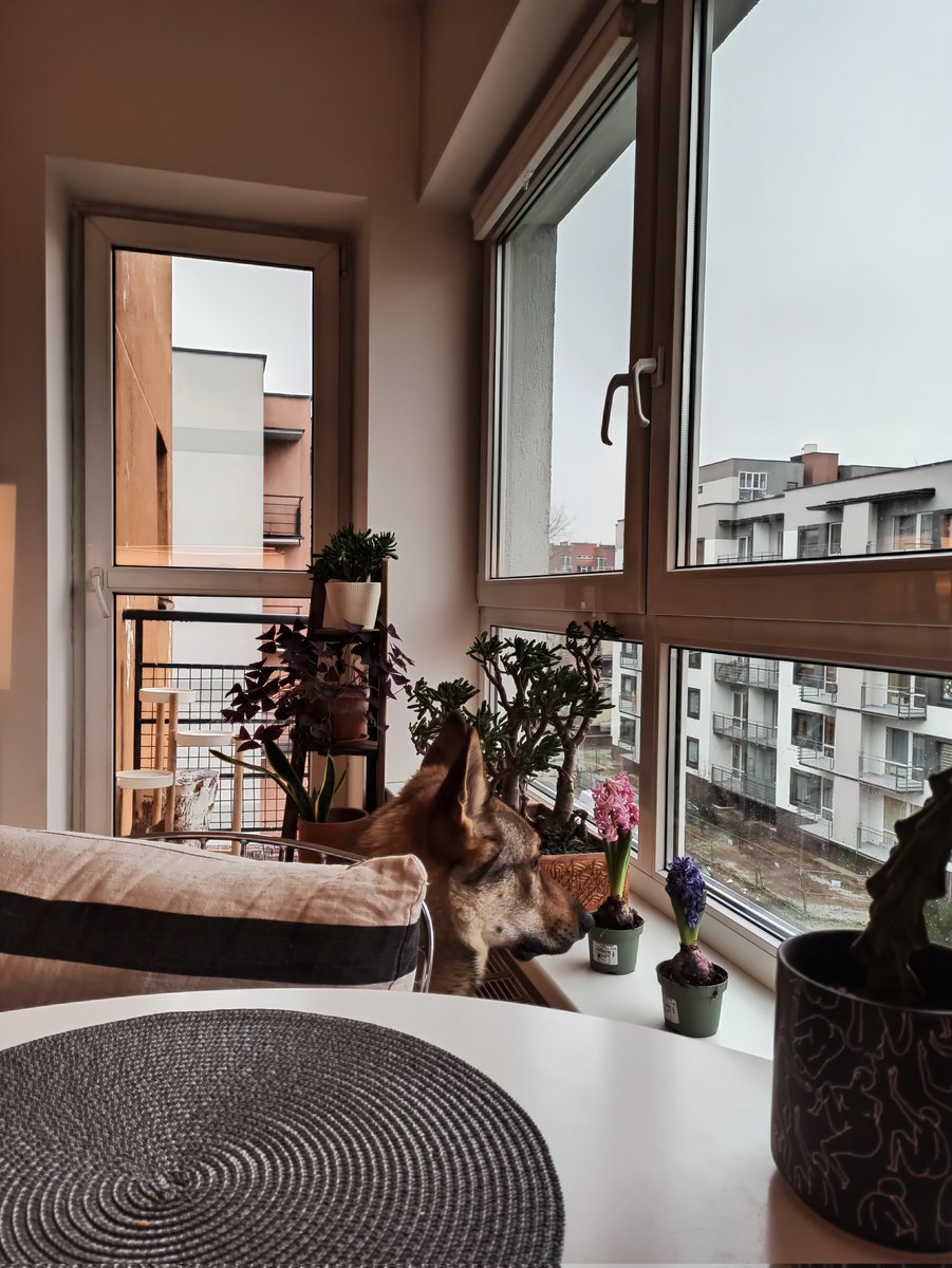 Bambukenas's tweet image. Me, when I contemplate if my pitch was good enough #PRproblems #czechoslovakianwolfdog