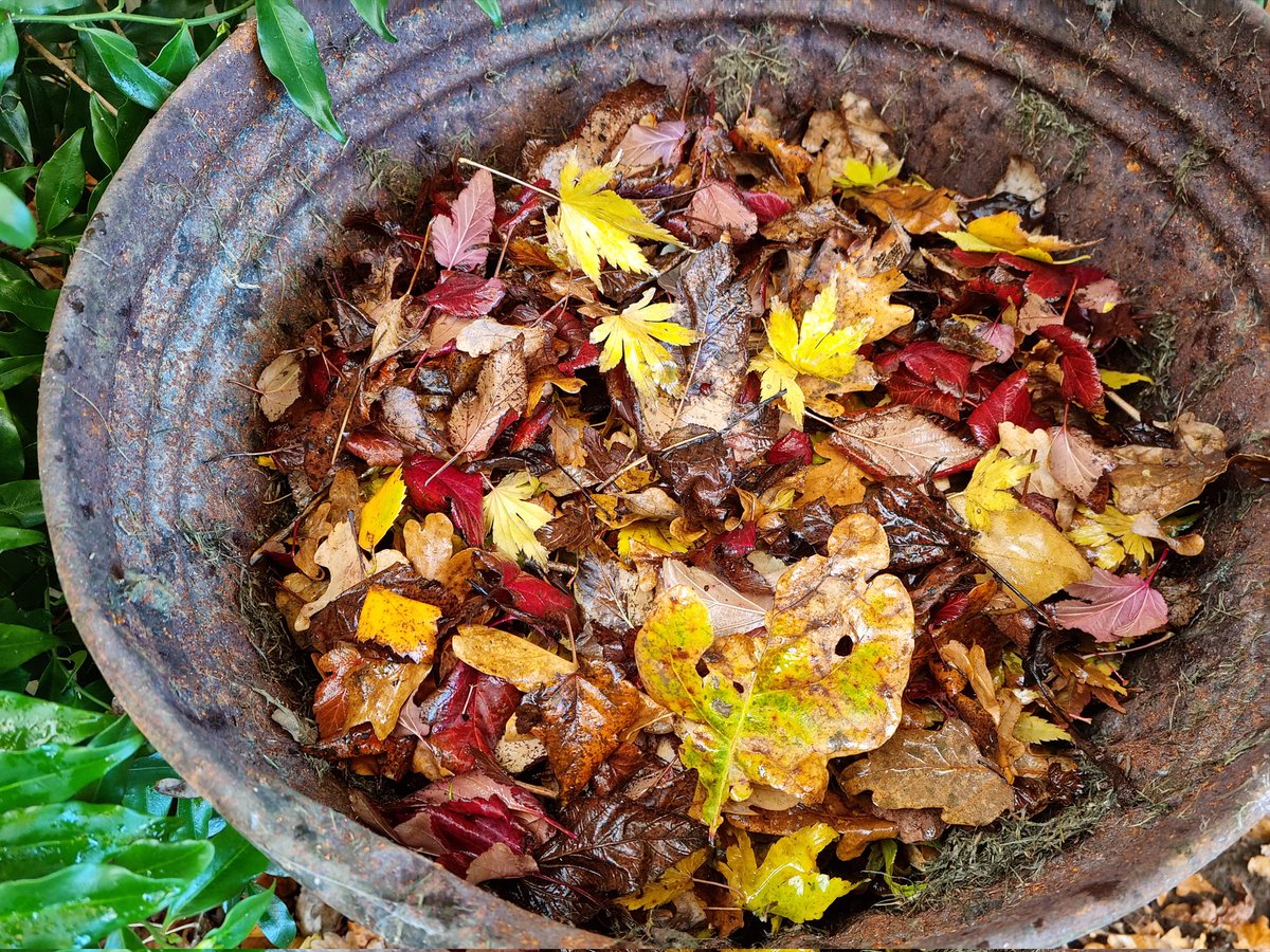 Started my first ever attempt at making #Leafmould 
I'm using an ancient dustbin with drainage holes drilled in the sides and bottom. #recycling 
@LGSpace #GardeningTwitter