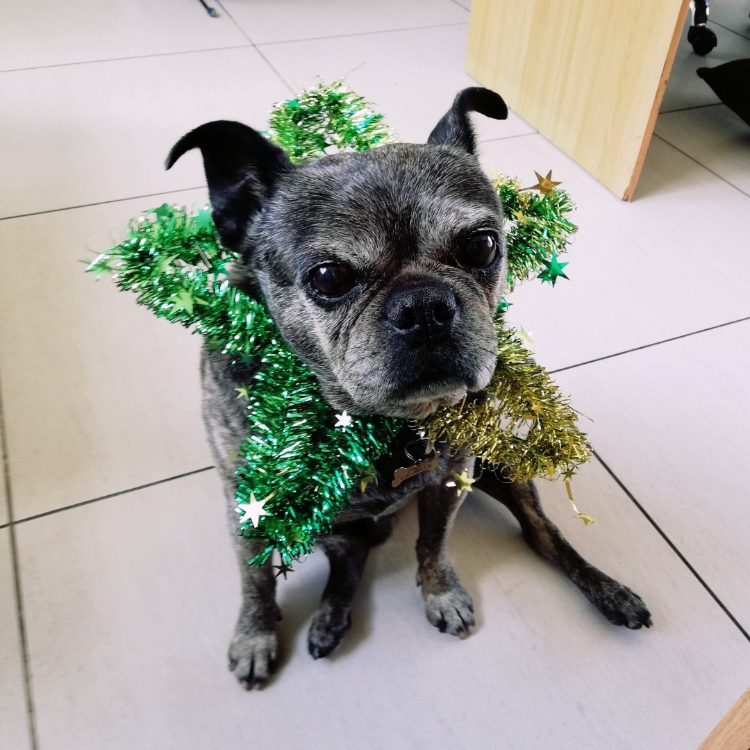 emediaIT's tweet photo. Can't you tell Pugsley is thrilled that the festive season has arrived?!🎄

#December #FestiveSeason #ChristmasTime #Dog #AdoptDontShop https://t.co/OyTBKmdU4x