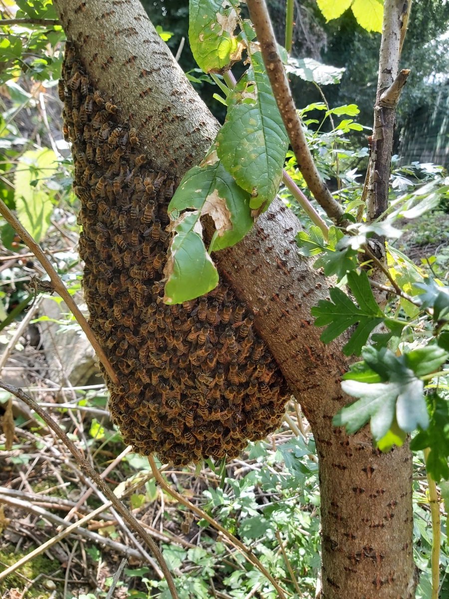 Next up we have a honey bee nest spotted this summer!