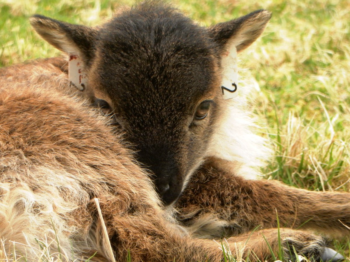 Want a lovely Christmas charity gift suggestion? Look no further than our book “The World of Sheep and Goats.” Glorious pictures and fascinating accompanying texts. Only £10 UK for a great cause! Thanks to <a href="/_DrAlex/">Alex Chambers 🐛</a> Chambers for the image from St Kilda!  <a href="/Sheepvetsoc/">Sheep Veterinary Soc</a> <a href="/Moreduncomms/">The Moredun Foundation</a>