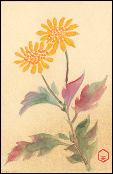 日本の誕生花 １２月１日の誕生花 寒菊 かんぎく 花言葉 日が昇る 小輪で黄花品種 健気にも寒さ厳しきはじめの頃に黄咲いて元気印を見せてくれるのです 本当に貴重な冬の花 愛しささえ感じさせます 黄花種の菊は寒さをものともしない種が多い