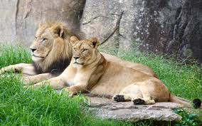NCZoo's tweet photo. Ready for a wild job? Digital Media Specialist at the North Carolina Zoo. #nczoo #digital #media #zoojobs https://t.co/w4fe53NFy2 https://t.co/2K9qOxiQeO