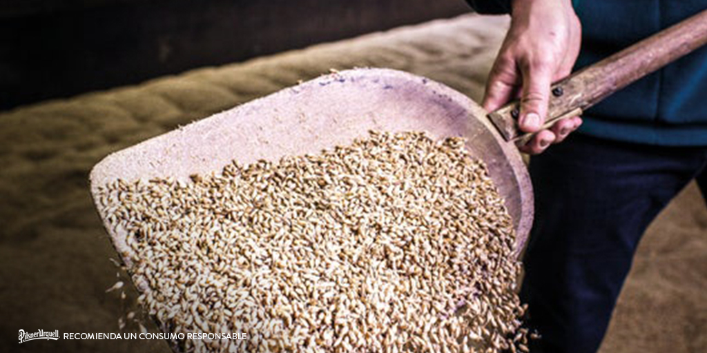 La cebada de Moravia es el ❤️  de nuestro auténtico sabor. Siempre elaboramos nuestra #PilsnerUrquell🍺 con los mismos ingredientes, 💯 % checos. Y sí, sabe igual desde 1842.