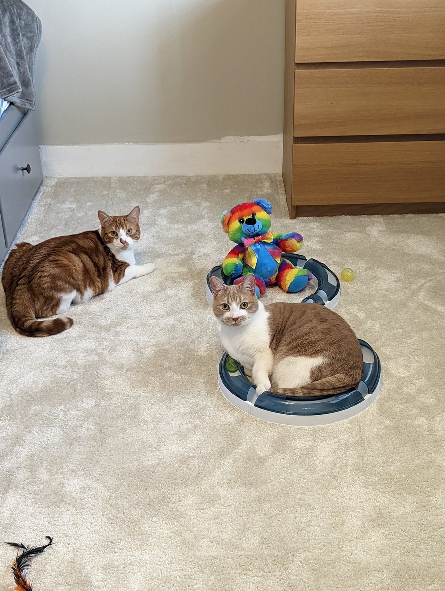 ArchieAndScout's tweet photo. LADS LADS LADS!

#cats #catsofinstagram #catstagram #instagram #catlovers #catlover #catlife #instacat #kittens #kitten #kitty #catoftheday #cute #pet #animals #petsofinstagram #adoptdontshop #kittensofinstagram #cutecats  #kittensoftwitter #catsoftwitter https://t.co/e7a6iuy2NU
