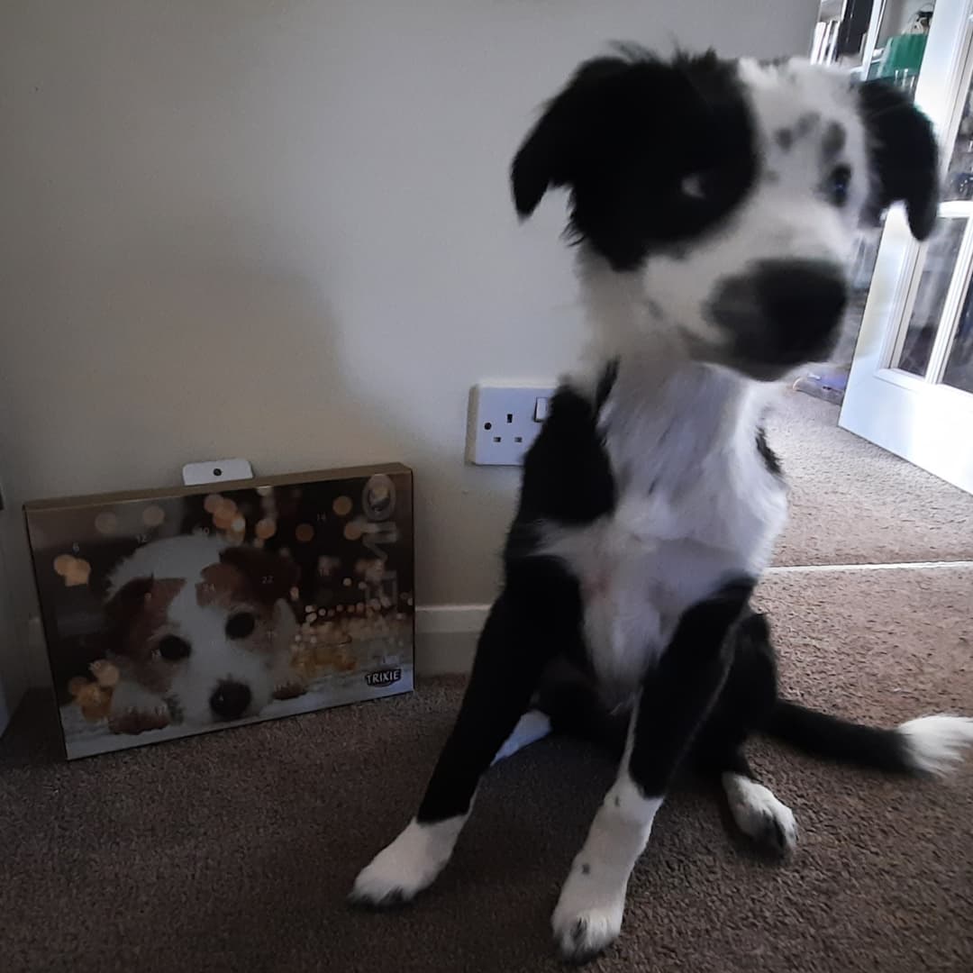 pet_trophy's tweet photo. Loki and Enzo enjoying their first treat from their Trophy Advent Calendars https://t.co/DoM9p24c4I