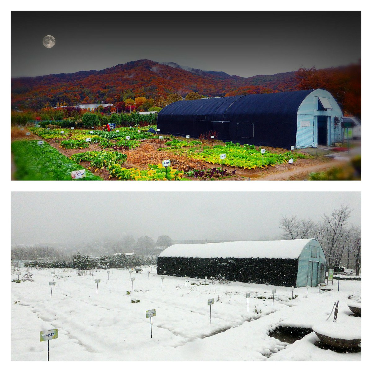 Stevenh19963116's tweet photo. Seasonal Changes at Cheonggyesan Weekend Farm 
#seasons #autumn #foliage #vibrantcolors #winter #snow #snowfall #snowscape #snowpic #weekendfarm #cheonggyesan https://t.co/dRU4VNbajl