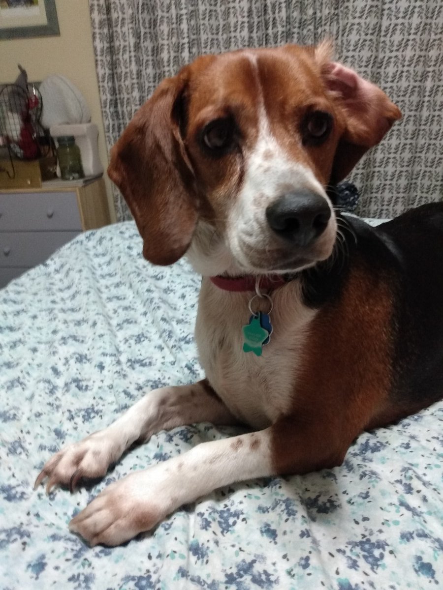 TriBeagles's tweet photo. Adoptable #begale of the day-WINNIE! https://t.co/UejyFth2DH https://t.co/MJji34SiR0
