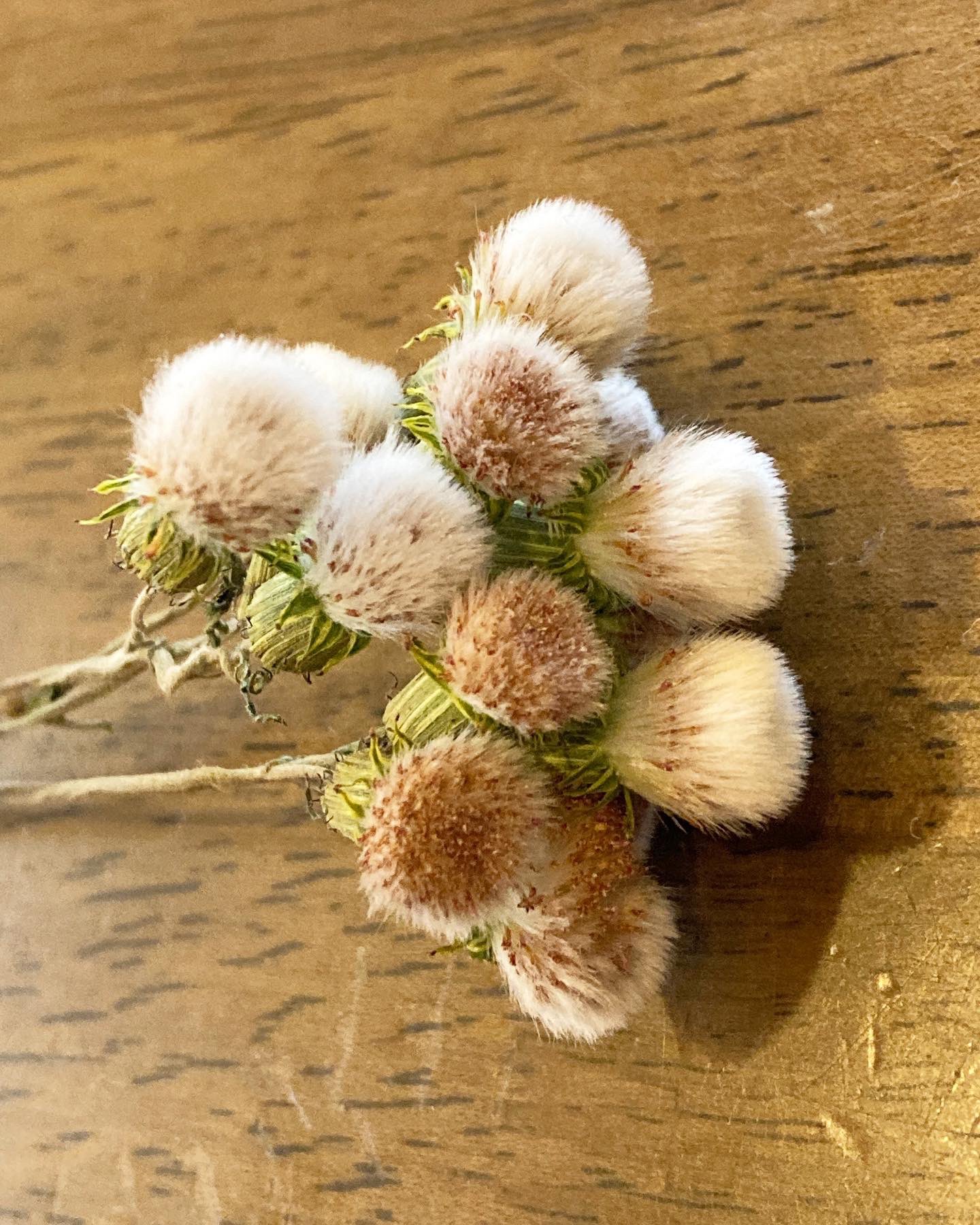花楽咲庭 庭に生えていた花を ドライにしたもの 夏頃に生えてきて どんな花が咲くのか 抜かずに放置していたら 何だこの花 花として魅力ないけど ドライにするとモフモフして可愛い 野草図鑑で調べてみると ベニバナボロギクという 名らしい