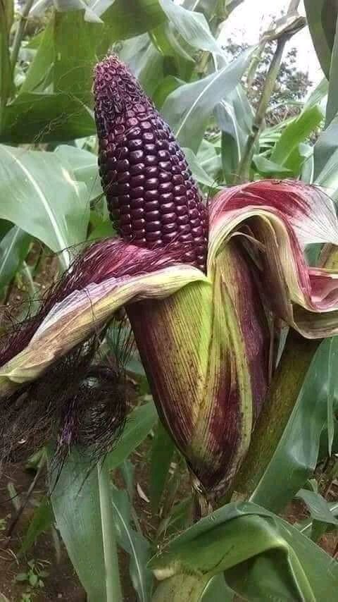 jcniyomugabo's tweet photo. Maize varieties varieties. what's your choice?
Black, Yellow or Purple?
Cc:@DefarmerAlex https://t.co/cIVyB8NYZ6