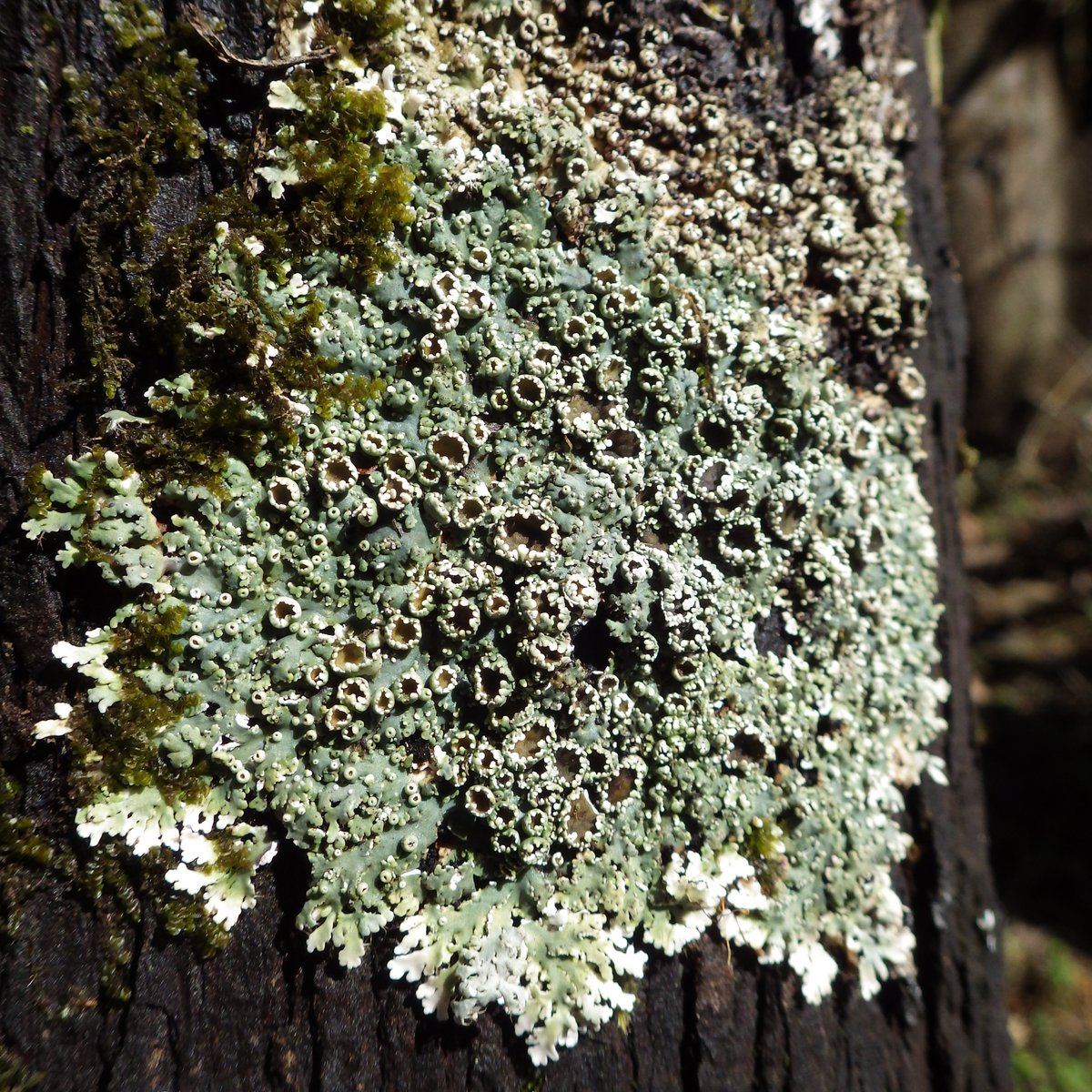 @RBGE_Science (@rbge_science) on Twitter photo Fascinating collaborative work by <a href="/GCRFNitrogenHub/">GCRF South Asian Nitrogen Hub</a> using #lichens as indicators of nitrogen #pollution in #biodiverse and socio-economically important #Himalayan #forests: doi.org/10.1016/j.bioc…. <a href="/UKRI_News/">UK Research and Innovation</a> <a href="/GCRFNitrogenHub/">GCRF South Asian Nitrogen Hub</a> Fascinating collaborative work by <a href="/GCRFNitrogenHub/">GCRF South Asian Nitrogen Hub</a> using #lichens as indicators of nitrogen #pollution in #biodiverse and socio-economically important #Himalayan #forests: doi.org/10.1016/j.bioc…. <a href="/UKRI_News/">UK Research and Innovation</a> <a href="/GCRFNitrogenHub/">GCRF South Asian Nitrogen Hub</a>
