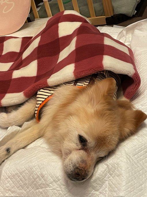 寝相の悪いイッヌのtwitterイラスト検索結果 寝相の悪いイッヌのtwitterイラスト検索結果